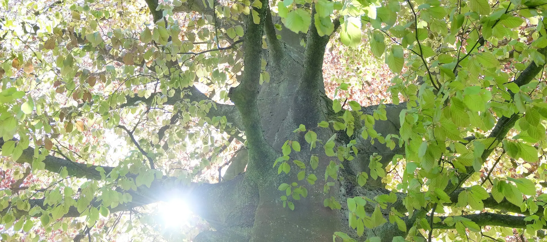 Licht fällt durch Baumwipfel